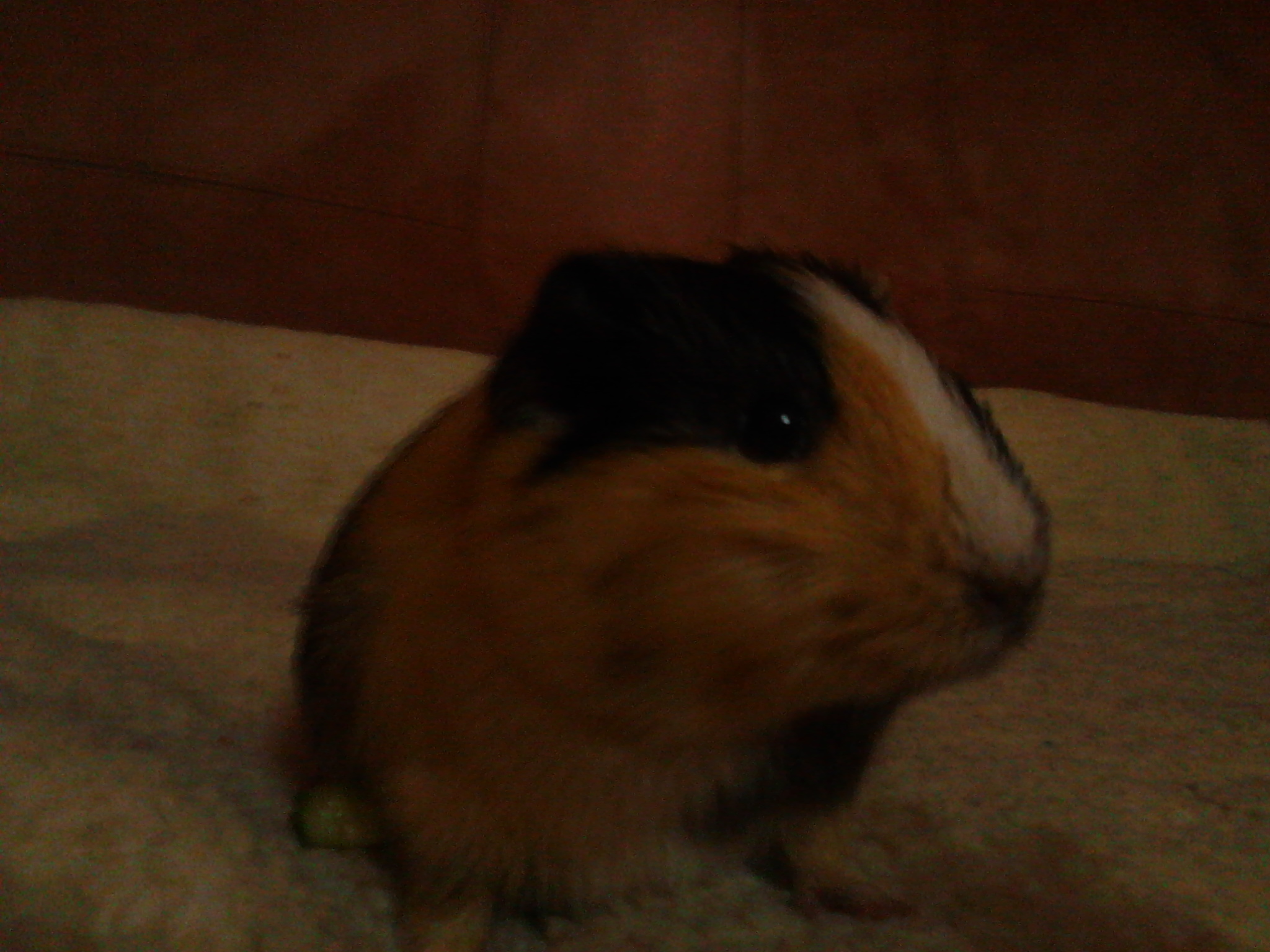 Doris