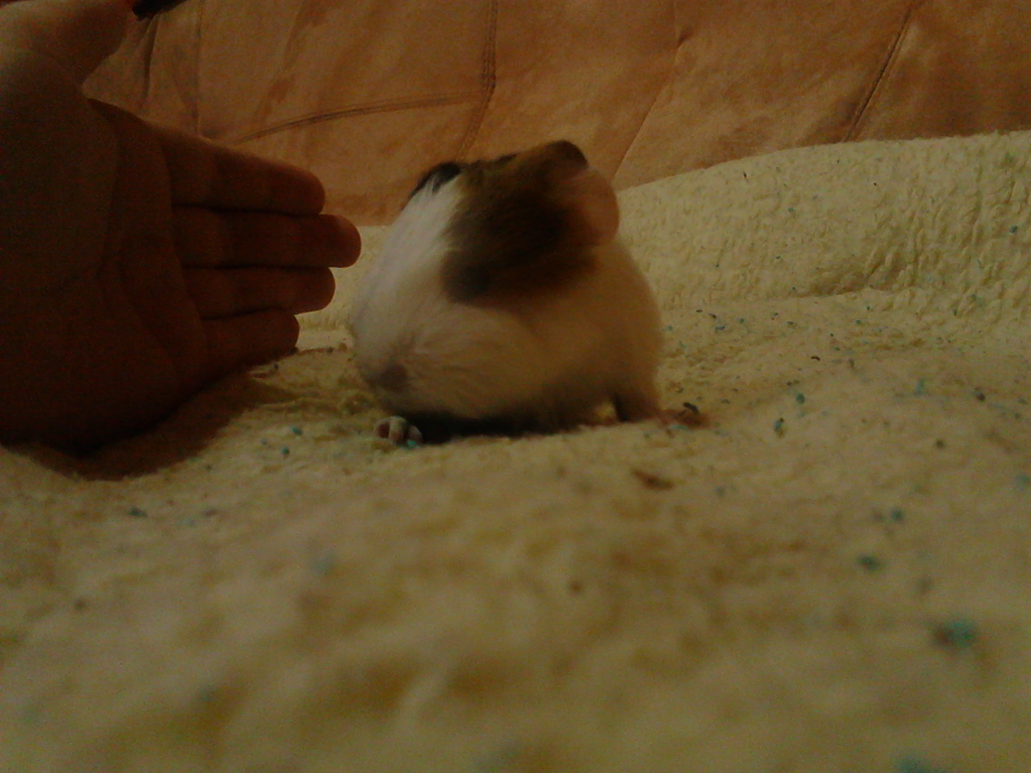 Bobo